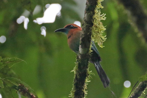 Braod-billed Motmot